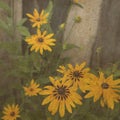 Yellow daisy