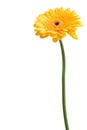 Yellow daisy