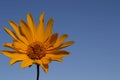 Yellow daisy against blue sky Royalty Free Stock Photo