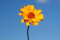 Yellow daisy against a blue sky Royalty Free Stock Photo