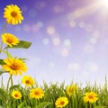 Yellow daisy background_5 Royalty Free Stock Photo