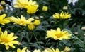 Yellow daisy in a beautiful garden Royalty Free Stock Photo