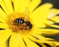Yellow daisy and a bee on it Royalty Free Stock Photo