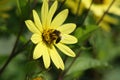 Yellow daisy with a bee drinking nectar on it Royalty Free Stock Photo