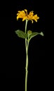 yellow daisy on a black background Royalty Free Stock Photo