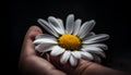 A yellow daisy in a black background represents beauty in nature generated by AI Royalty Free Stock Photo