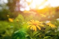 Yellow daisy blossom in the garden in early sunrise