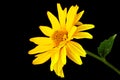 Yellow daisy blossom