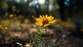 Yellow daisy blossom in meadow, beauty in nature simplicity generated by AI Royalty Free Stock Photo