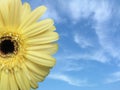 Yellow Daisy & Blue Sky Royalty Free Stock Photo