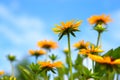 Yellow daisy with blue sky background Royalty Free Stock Photo