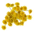 Yellow Daisy or chamomile flower bouquet isolated on white background Royalty Free Stock Photo