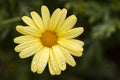 Yellow daisy close up detail top view with green background