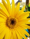 Yellow daisy in close up view. Macro view Royalty Free Stock Photo