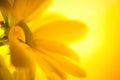 Yellow Daisy closeup Royalty Free Stock Photo