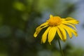 Yellow daisy with copy space Royalty Free Stock Photo