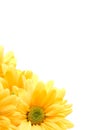 Yellow daisy corner