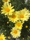 Yellow daisy daisies pattern bouquet marigold gold flowers