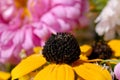 Yellow daisy with a dark core closeup