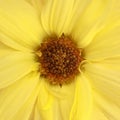 Yellow Daisy Detail