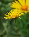 Yellow daisy Doronicum flower in garden Royalty Free Stock Photo