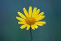 Yellow daisy field flower with water drops on petals on green background. Salicine asteroid, buphthalmum salicifolium.