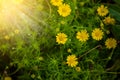 Yellow daisy field Royalty Free Stock Photo