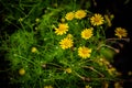 Yellow daisy field Royalty Free Stock Photo