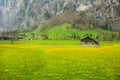 Yellow daisy field in lauterbrunnen Royalty Free Stock Photo