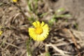 Yellow daisy - the first spring flower