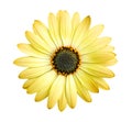 Yellow daisy flower