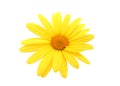 Yellow daisy flower Royalty Free Stock Photo