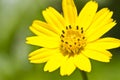 Yellow daisy flower