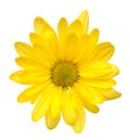 Yellow daisy flower