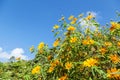 Yellow daisy flower against blue sky Royalty Free Stock Photo