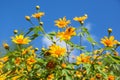 Yellow daisy flower against blue sky Royalty Free Stock Photo