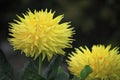 Yellow Dahlia Flower Royalty Free Stock Photo