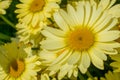 A yellow, daisy flower blooms against a deep green background in a summer flower garden Royalty Free Stock Photo