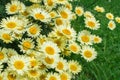 A yellow, daisy flower blooms against a deep green background in a summer flower garden Royalty Free Stock Photo