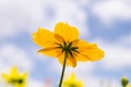 Yellow daisy flower Royalty Free Stock Photo