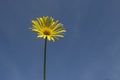 Yellow daisy flower on a blue sky in the sunshine Royalty Free Stock Photo