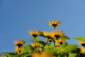 Yellow daisy flower - bottom view angle with blue sky background Royalty Free Stock Photo