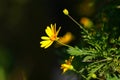 Yellow Daisy Flower and buds