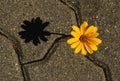 Yellow daisy flower growing through the joints. blurred concrete sidewalk background