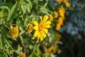 Yellow daisy flower Royalty Free Stock Photo