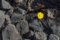 Yellow daisy flower in stones as a symbol of victory over difficult conditions Royalty Free Stock Photo