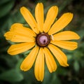 Yellow Daisy Flower Royalty Free Stock Photo