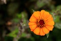 Yellow daisy flower with green blurred background Royalty Free Stock Photo