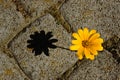 Yellow daisy flower growing through the joints. blurred concrete sidewalk background