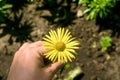 Yellow daisy flower in the hand Royalty Free Stock Photo